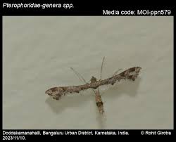 Attēlu rezultāti vaicājumam “Pterophoridae”