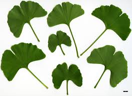 Attēlu rezultāti vaicājumam “Ginkgo biloba leaf”