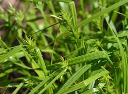 Attēlu rezultāti vaicājumam “Carex caryophyllea fruit”