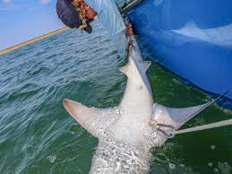 Image result for South Axholme Sharks Asc