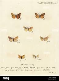 Attēlu rezultāti vaicājumam “Setina irrorella”