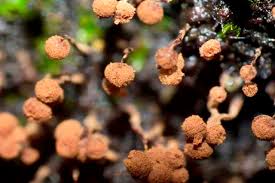 Attēlu rezultāti vaicājumam “Cribraria cancellata var. fusca macro”