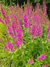 Image result for Lythrum salicaria