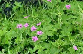 Attēlu rezultāti vaicājumam “Geranium palustre”