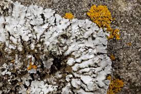 Attēlu rezultāti vaicājumam “Physconia detersa”