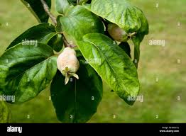 Attēlu rezultāti vaicājumam “Cydonia oblonga fruit”