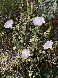 Attēlu rezultāti vaicājumam “Calystegia inflata flower”