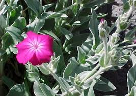 Image result for Lychnis coronaria
