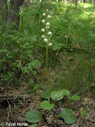 Attēlu rezultāti vaicājumam “Pyrola media”