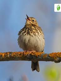 Attēlu rezultāti vaicājumam “Anthus trivialis”