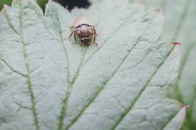 Attēlu rezultāti vaicājumam “Byturus tomentosus”