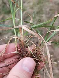 Attēlu rezultāti vaicājumam “Carex caryophyllea fruit”