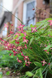 Attēlu rezultāti vaicājumam “Epimedium alpinum  flower”