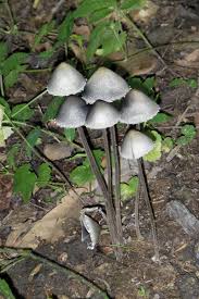 Attēlu rezultāti vaicājumam “Panaeolus papilionaceus”