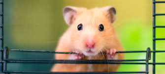 Afbeeldingsresultaat voor hamsters