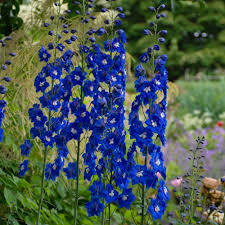 Attēlu rezultāti vaicājumam “Delphinium elatum”