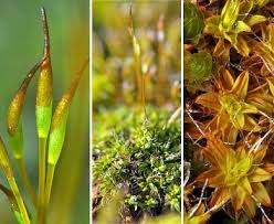 Attēlu rezultāti vaicājumam “Tortula muralis sporophyte”
