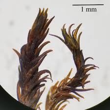 Attēlu rezultāti vaicājumam “Schistidium dupretii”