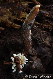 Attēlu rezultāti vaicājumam “Cordyceps stylophora”
