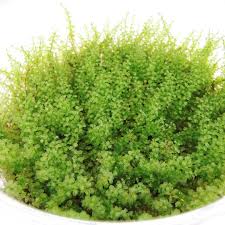 Attēlu rezultāti vaicājumam “Plagiomnium affine sporophyte”