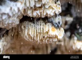Attēlu rezultāti vaicājumam “Schizopora paradoxa”