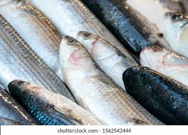 Image result for Crenimugil seheli