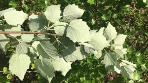 Attēlu rezultāti vaicājumam “Populus x canescens”