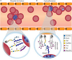 Attēlu rezultāti vaicājumam “Enteridium olivaceum plasmodium”