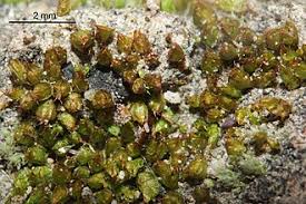 Attēlu rezultāti vaicājumam “Acaulon muticum”