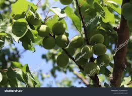 Attēlu rezultāti vaicājumam “Prunus armeniaca fruit”