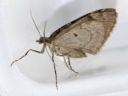 Attēlu rezultāti vaicājumam “Thera variata”