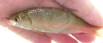 Image result for Carpiodes cyprinus