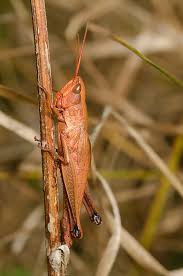 Attēlu rezultāti vaicājumam “Chrysochraon dispar”