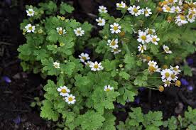 Image result for Tanacetum parthenium