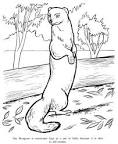 Mongoose coloring page