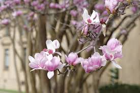 Attēlu rezultāti vaicājumam “Magnolia x soulangeana”