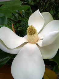 Attēlu rezultāti vaicājumam “Magnolia”