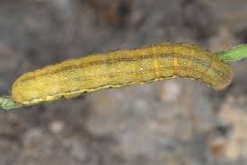 Attēlu rezultāti vaicājumam “Agrochola litura”