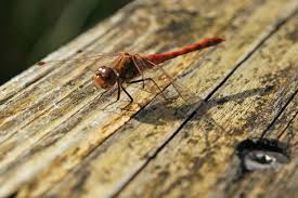 Attēlu rezultāti vaicājumam “Sympetrum”