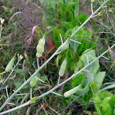 Image result for Raphanus sativus ssp. Oleiformes