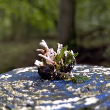 Attēlu rezultāti vaicājumam “Cordyceps farinosa”