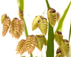 Attēlu rezultāti vaicājumam “Briza media”