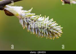 Attēlu rezultāti vaicājumam “Salix cinerea female flower”