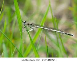 Attēlu rezultāti vaicājumam “Platycnemis pennipes”