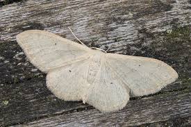 Attēlu rezultāti vaicājumam “Idaea straminata”