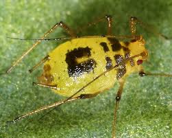 Attēlu rezultāti vaicājumam “Thecabius affinis nymph”