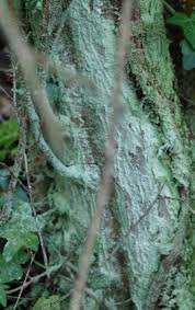 Attēlu rezultāti vaicājumam “Lepraria incana”