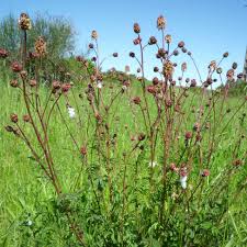 Attēlu rezultāti vaicājumam “Poterium sanguisorba”