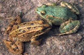 Attēlu rezultāti vaicājumam “Pelophylax”