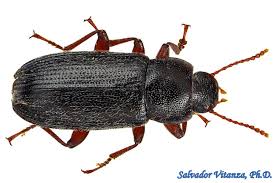 Attēlu rezultāti vaicājumam “Tenebrionidae”